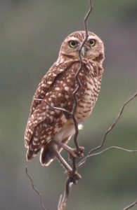 Finished new 🦉habitat